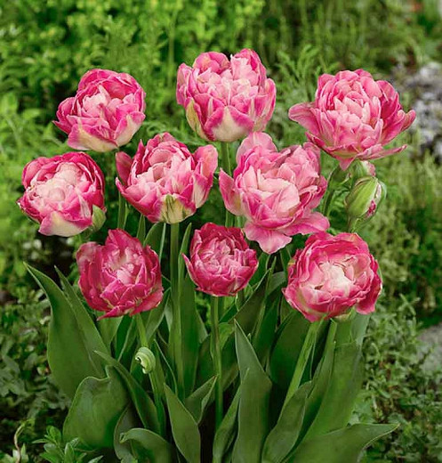 Tulipa 'Double Sugar',Tulip 'Double Sugar', Double Late Tulip 'Double Sugar', Double Late Tulips, Spring Bulbs, Spring Flowers, Pink Tulips, Tulipes Doubles Tardives